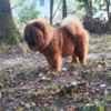 Chow Chow dogs for sale photo 9