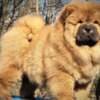 Chow Chow dogs for sale photo 10