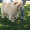 Chow Chow dogs for sale photo 11