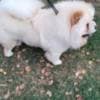 Chow Chow dogs for sale photo 12