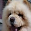 Chow Chow dogs for sale photo 13