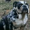 English Bulldog puppy photo 1
