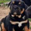 English Bulldog puppy photo 2