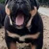English Bulldog puppy photo 3