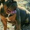 English Bulldog puppy photo 4