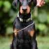 Doberman puppies photo 1
