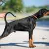 Doberman puppies photo 2