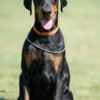 Doberman puppies photo 3