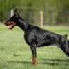 Doberman puppies photo 4