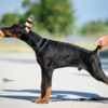 Doberman puppies photo 5