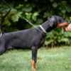 Doberman puppies photo 6