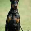 Doberman puppies photo 7