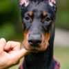 Doberman puppies photo 8