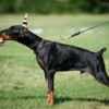 Doberman puppies photo 9