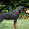 Doberman puppies photo 10