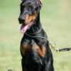 Doberman puppies photo 11