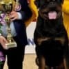 Rottweiler photo 1