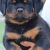 Rottweiler photo 4