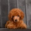 Red miniature poodle puppies photo 1