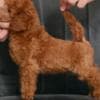 Red miniature poodle puppies photo 2