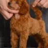 Red miniature poodle puppies photo 3