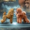 Red miniature poodle puppies photo 4