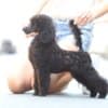 Toy Poodle  female puppy for sale photo 2