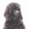 Toy Poodle  female puppy for sale photo 4