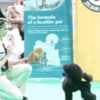 Toy Poodle  female puppy for sale photo 6