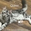 Maine Coon kitten photo 1