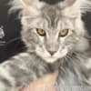 Maine Coon kitten photo 2