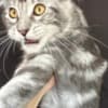 Maine Coon kitten photo 3