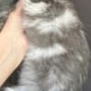 Maine Coon kitten photo 4