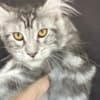 Maine Coon kitten photo 5
