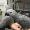 X-Mas African Grey baby Parrots Available photo 1