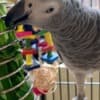 X-Mas African Grey baby Parrots Available photo 4