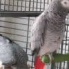 Intelligent Congo Grey Parrots with Cage photo 1