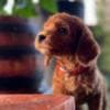 Miniature Poodle puppies photo 1