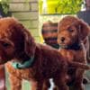 Miniature Poodle puppies photo 2
