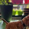 Miniature Poodle puppies photo 3