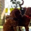 Miniature Poodle puppies photo 4