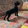 Miniature Poodle puppies photo 5
