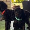 Miniature Poodle puppies photo 6