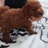 Red to that poodle photo 1