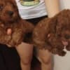 Red to that poodle photo 2