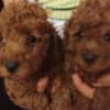 Red to that poodle photo 4