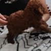Red to that poodle photo 6