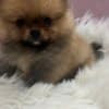 Pomeranian BOO  puppies photo 2