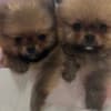 Pomeranian BOO  puppies photo 3