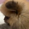 Pomeranian BOO  puppies photo 5
